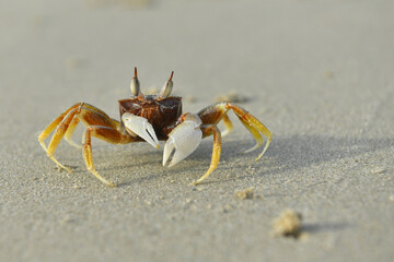 Ghost crab Ocypode Ocypodidae  (Ocypode ceratophthalmus) close-up of ghost crab with white claw on sand, Ghost crab in tropical and subtropical regions throughout the world white sand beach.