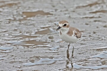 Greater sand plover (Charadrius leschenaultii) walking in mudflat shorelines