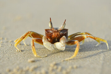 Ghost crab Ocypode Ocypodidae  (Ocypode ceratophthalmus) close-up of ghost crab with white claw on sand, Ghost crab in tropical and subtropical regions throughout the world white sand beach.
