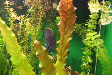 Symphysodon is a genus of cichlid fish widely distributed in the Amazon River basin