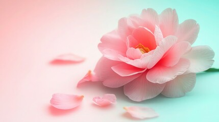 Fototapeta premium A delicate light pink camellia flower rests near scattered petals on a gradient surface, ideal for tranquil website headers or presentations.