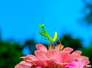 Hierodula transcaucasica - young green praying mantis hunting flying insects on pink flower, Ukraine