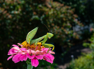 Hierodula transcaucasica - young green praying mantis hunting flying insects on pink flower, Ukraine