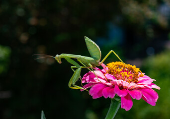 Hierodula transcaucasica - young green praying mantis hunting flying insects on pink flower, Ukraine