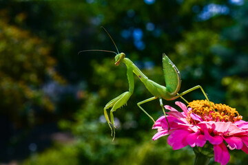 Hierodula transcaucasica - young green praying mantis hunting flying insects on pink flower, Ukraine