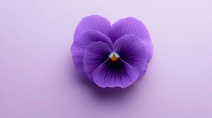 Obraz premium One deep purple heart-shaped pansy flower is centered on a uniform light lavender surface ideal for greeting cards.