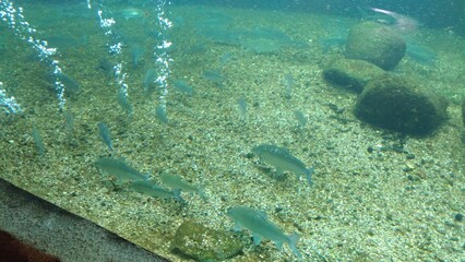 fish in the water