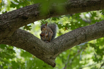 Squirrel in tree. 