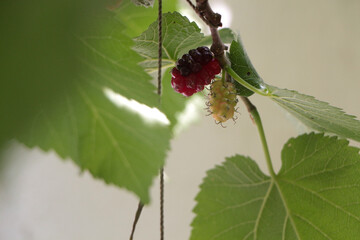 Black mulberries fruit among green leaves.  immature red mulberry that has not yet turned black on a branch. 