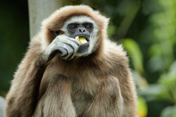 lar gibbon white-handed gibbon, an endangered primate in the gibbon family