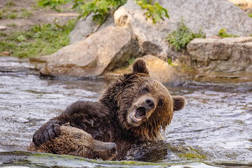 Obraz premium two Wild brown bear ,ursus arctos playing