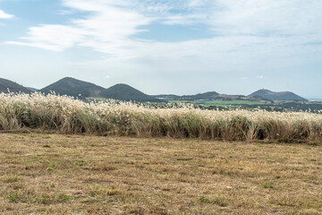 Obraz premium Jeju Island has huge reed fields.