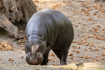 Pygmy hippopotamus Choeropsis liberiensis