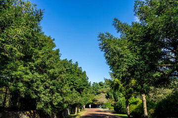 ‘Bijarim Forest’ in Jeju Island, the most beautiful forest trail in Korea