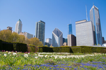 skyscrapers in Chicago