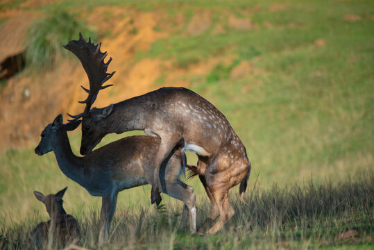 Male fallow deer in heat looking for a female and procreating