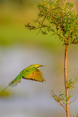 Green bee eater 