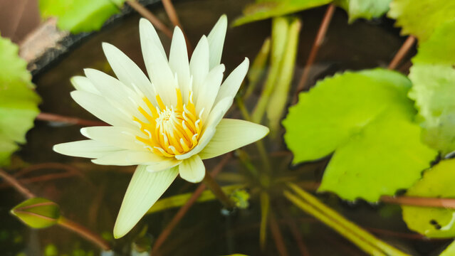 Water Lily flowers bloom abundantly in the pon