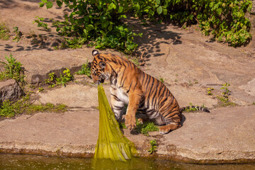 critically endangered Sumatran tiger