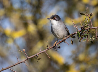 Sardinian Warbler...a spectacle on a sunny autumn morning with its behaviour!