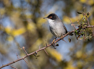Sardinian Warbler...a spectacle on a sunny autumn morning with its behaviour!