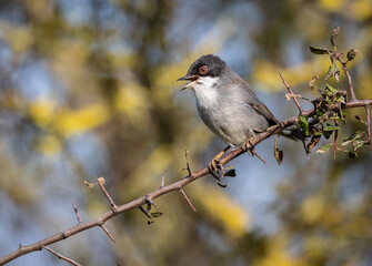 Sardinian Warbler...a spectacle on a sunny autumn morning with its behaviour!
