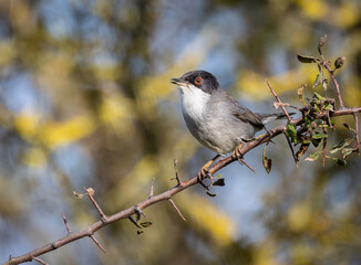 Sardinian Warbler...a spectacle on a sunny autumn morning with its behaviour!