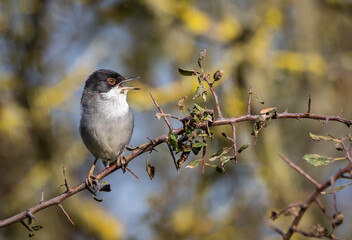 Sardinian Warbler...a spectacle on a sunny autumn morning with its behaviour!