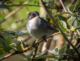 Sardinian Warbler...a spectacle on a sunny autumn morning with its behaviour!