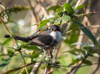 Fototapeta premium Sardinian Warbler...a spectacle on a sunny autumn morning with its behaviour!