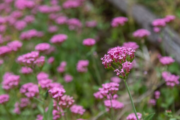 Beautiful pink flowers outside in Kings Park