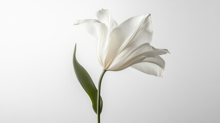 Fototapeta premium Single, elegant white tulip with a green stem and leaves, isolated against a plain white background