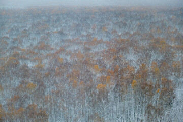 Snow-covered autumn forest with orange and brown foliage, seen from above in misty weather. Aerial view for design and print.
