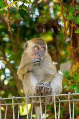 young baby crabeater macaque in selective focus.in natural habitat