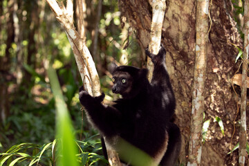 Lemur Indri indri, babakoto largest lemur from Madagascar