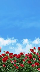 Stunning Rose Garden Under a Clear Sky