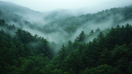 Misty Mountain Forest: A Serene Landscape