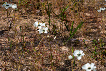 Carnivorous Plants: White flowering D. cistiflora in natural habitat