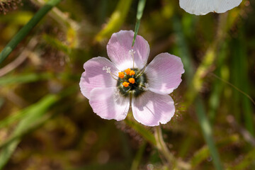 Carnivorous Plants: Small light pink flower of Drosera cistiflora, taken in natural habitat