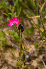 Carnivorous Plants of South Africa: A beautiful pink flowered form of Drosera cistiflora