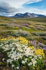 Mountain landscape with wildflower field