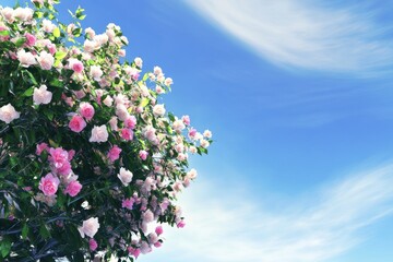 Stunning Pink and White Rose Bush Against a Clear Sky. A Breathtaking Display of Springtime Blossoms