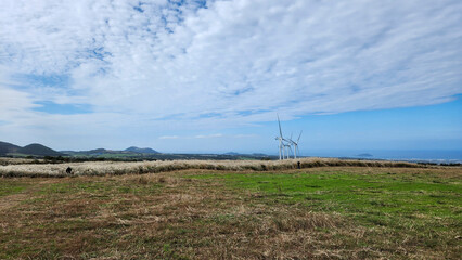 On Jeju Island, where the wind blows a lot, there are wind turbines even in the reed fields.