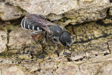 Closeup on the black and white elongated looking Osmia cephalotes mason solitary bee