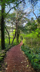 ‘Bijarim Forest’ in Jeju Island, the most beautiful forest trail in Korea