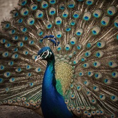 Obraz premium beautiful peacock spreading its vibrant feathers, with a minimalistic white shell design behind it