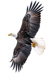 Naklejka premium Bald eagle in flight