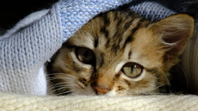 Funny tabby cat lies on the couch and licking the blanket, cleaning it. Humor and cute. Close up, macro