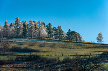 Krowy na polu, Dolina Popradu, jesień. © Maciej G. Szling