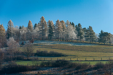 Krowy na polu, Dolina Popradu, jesień. © Maciej G. Szling